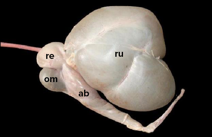 The image shows a dissection of a cow's digestive organs, with clear labeling of different parts. The organs appear to be inflated and smooth, revealing the compartments of the stomach. The letters 